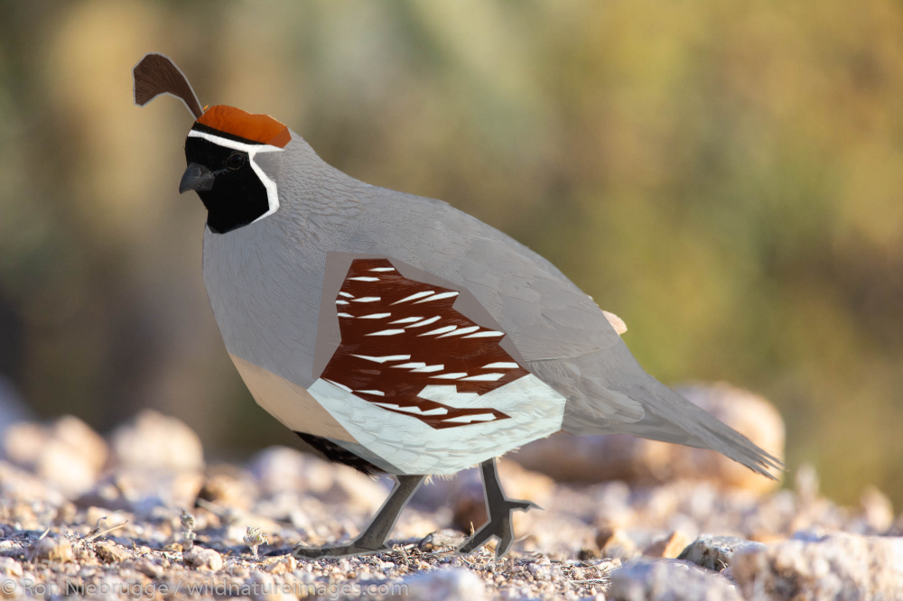 Composite image of Gambel's Quail with geometric shapes layered on